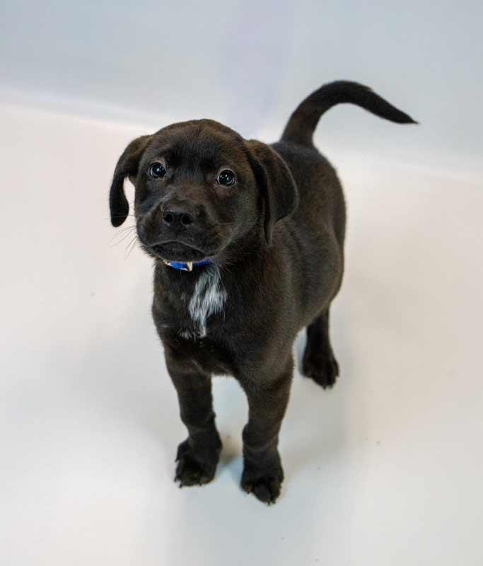 Enlarge Moose, an adopted mixed breed in Kennesaw, GA image 3/6