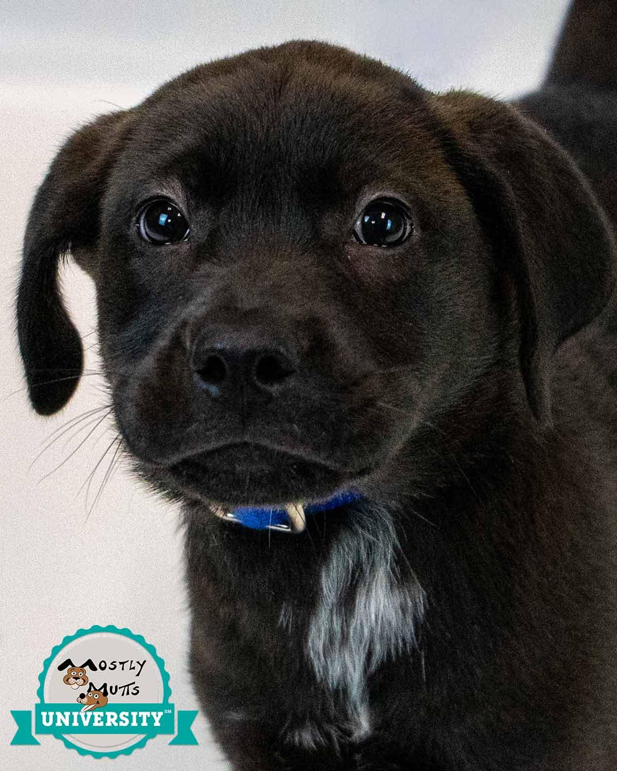 Enlarge Moose, an adopted mixed breed in Kennesaw, GA image 1/6