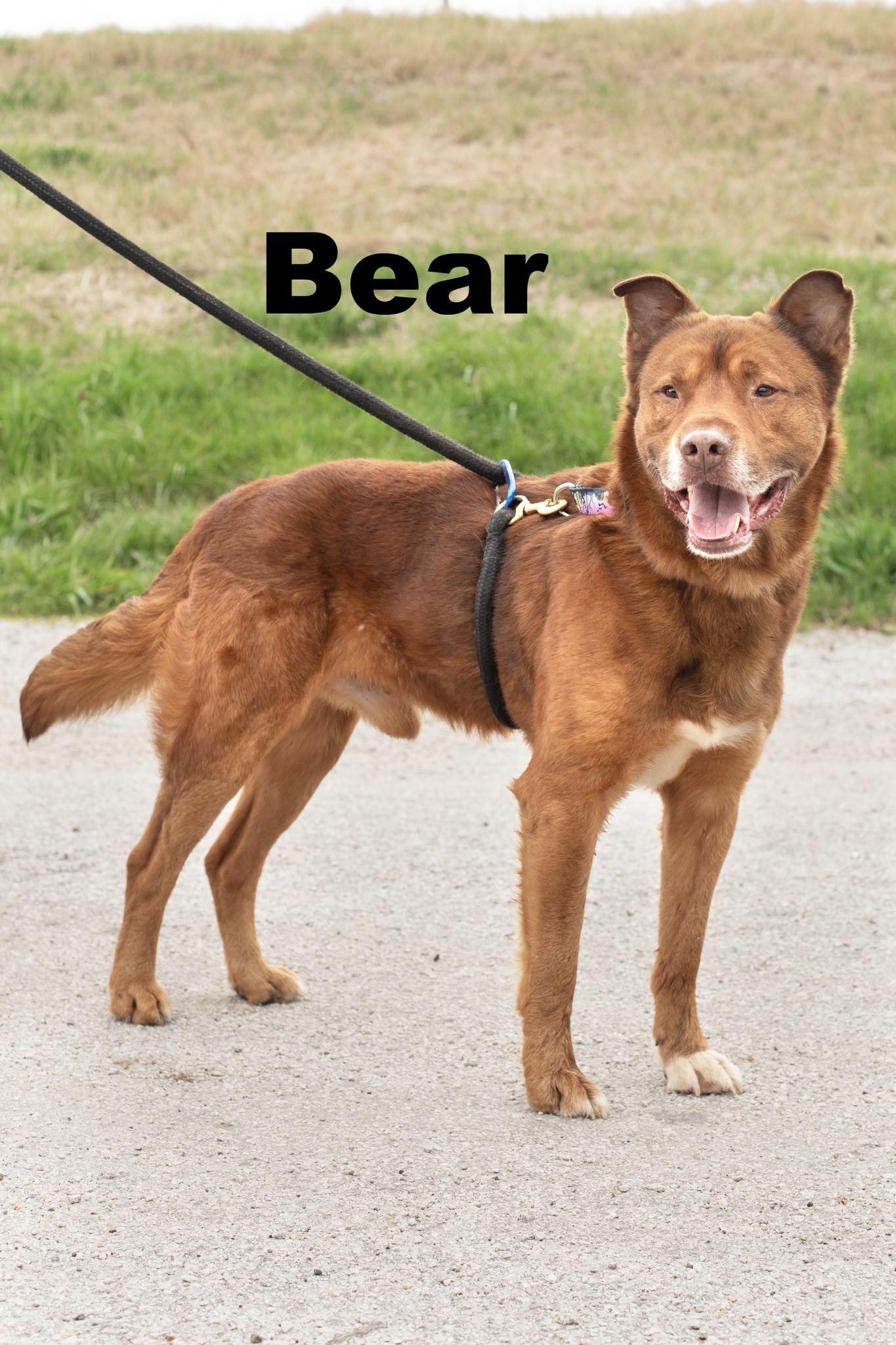 Bear, ADOPTABLE, Adult Male Mixed Breed.