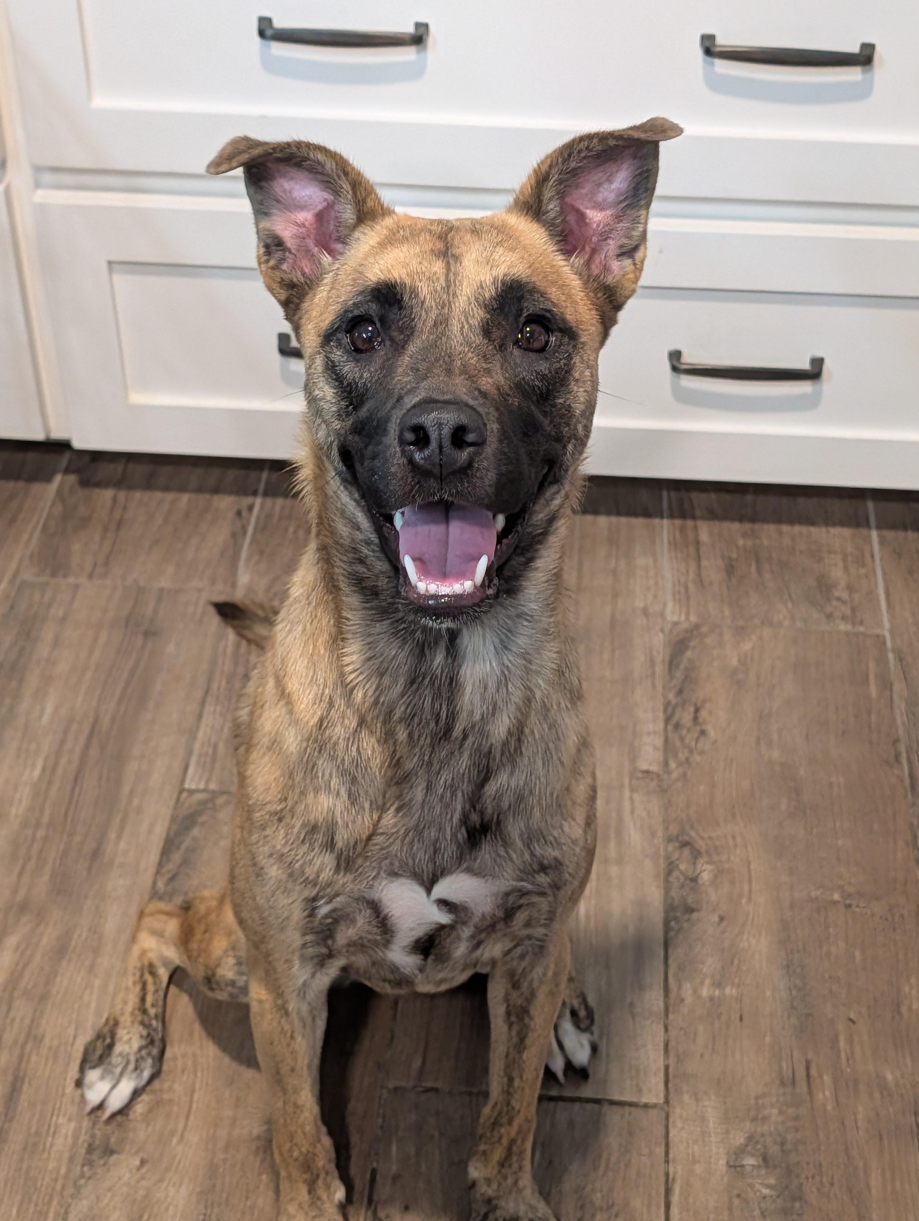 Enlarge Madison, a Adoptable mixed breed in Baton Rouge, LA image 4/5