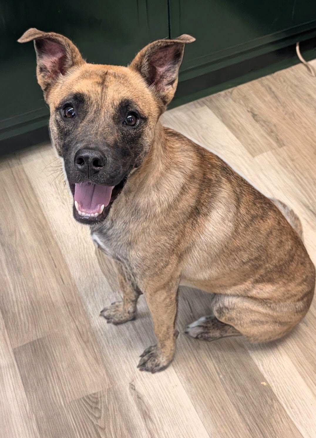 Madison, Adoptable, Adult Female Shepherd.