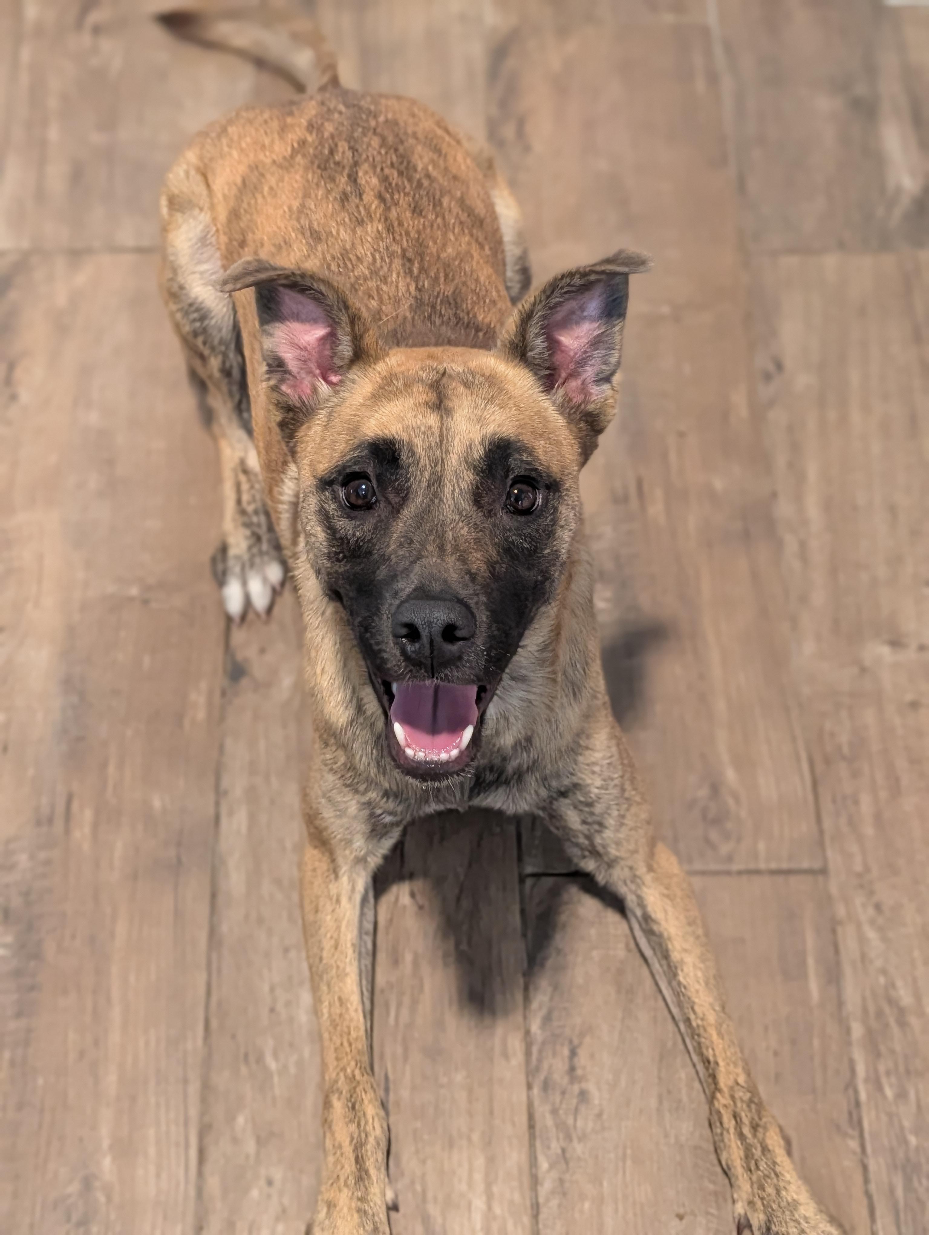 Enlarge Madison, a Adoptable mixed breed in Baton Rouge, LA image 3/5