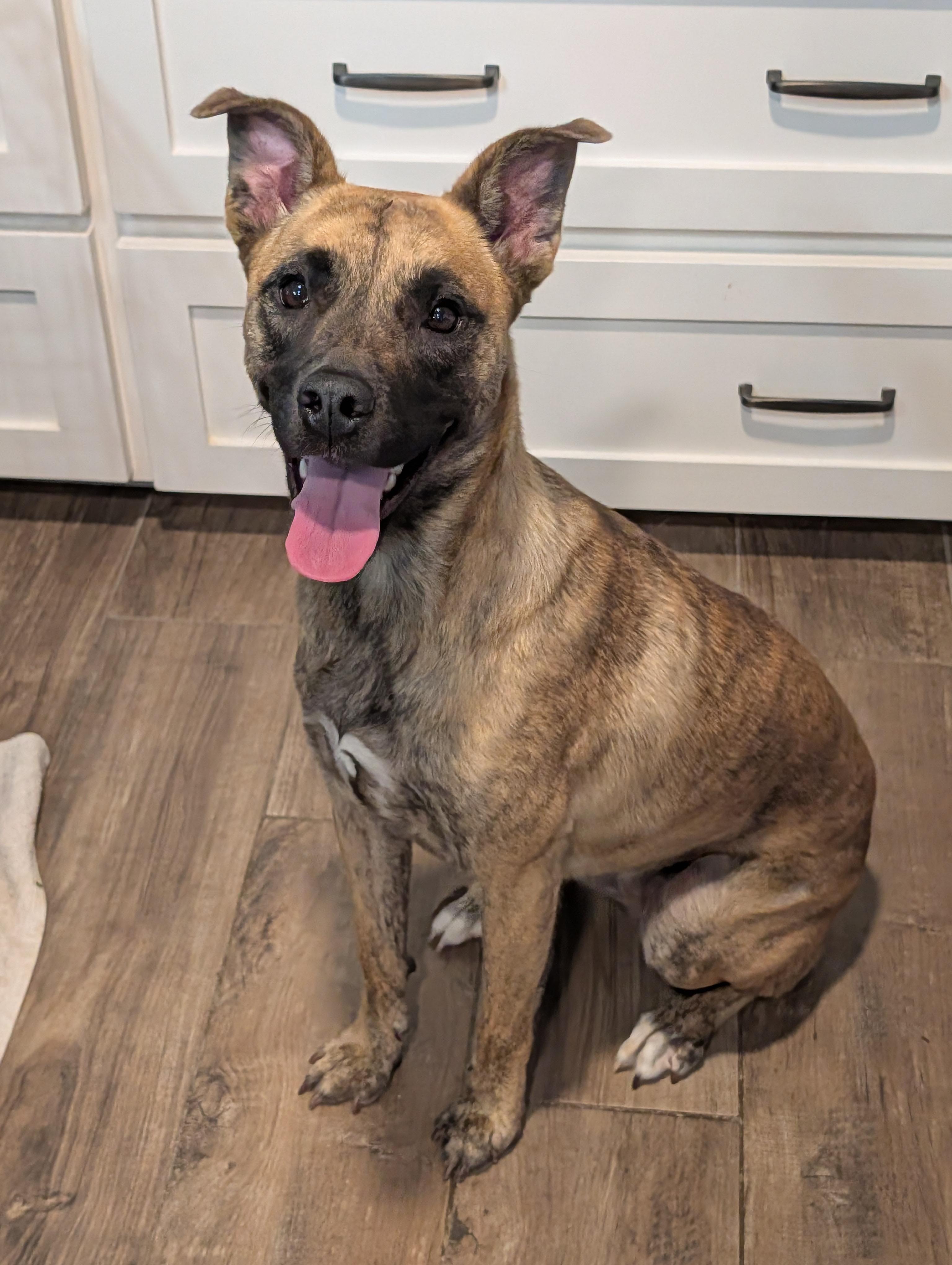 Enlarge Madison, a Adoptable mixed breed in Baton Rouge, LA image 1/5