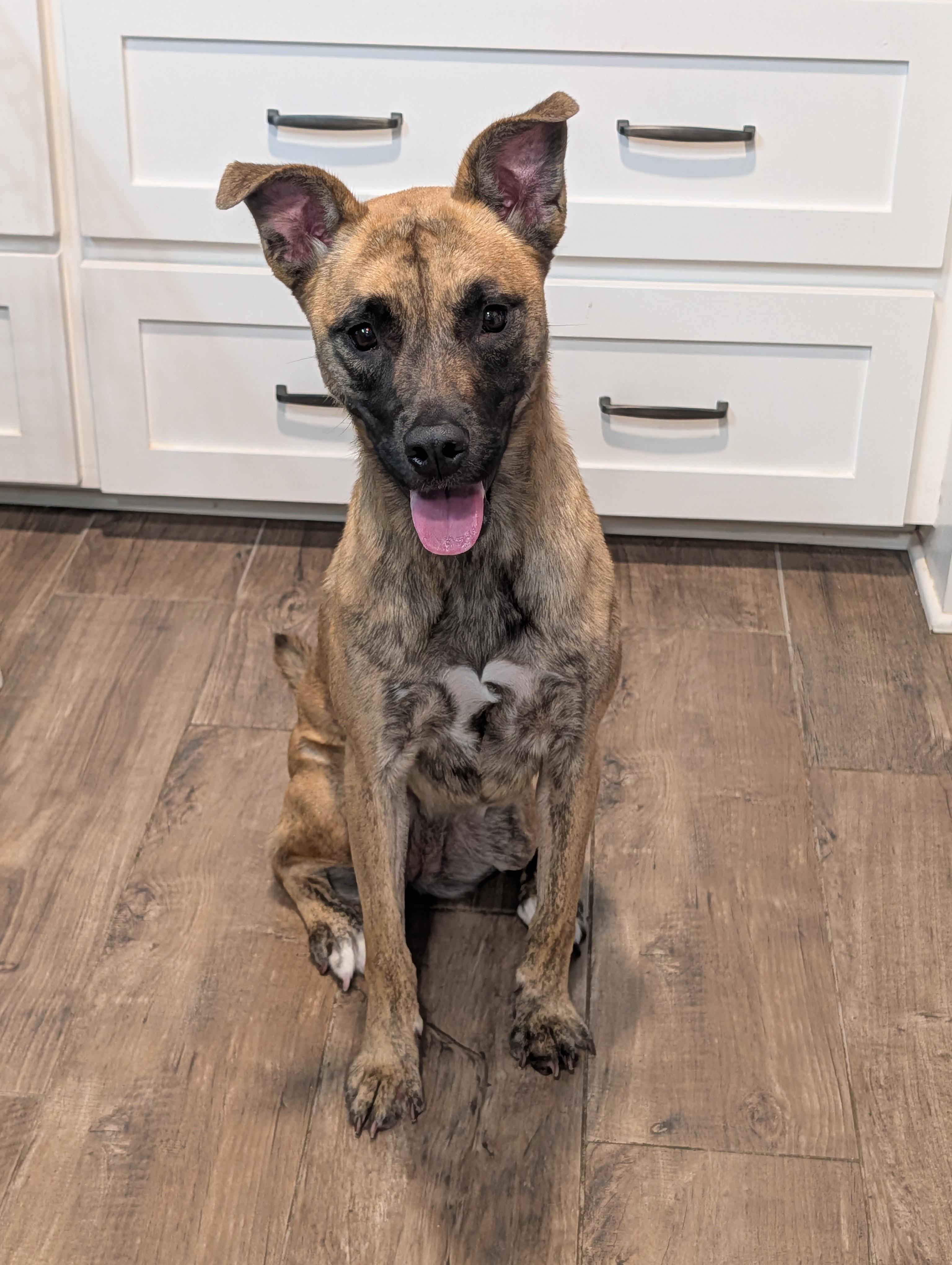 Enlarge Madison, a Adoptable mixed breed in Baton Rouge, LA image 2/5