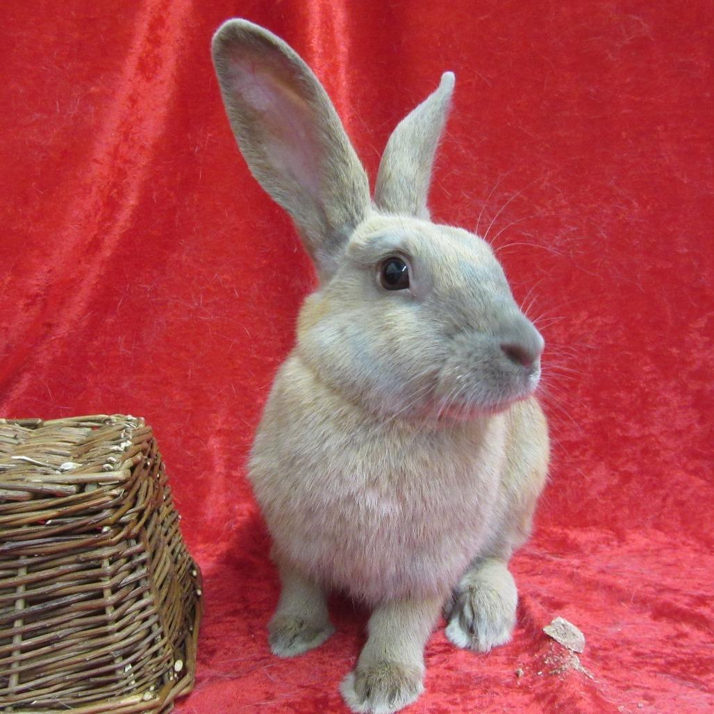 Fawn, Adoptable, Adult Female Bunny Rabbit.