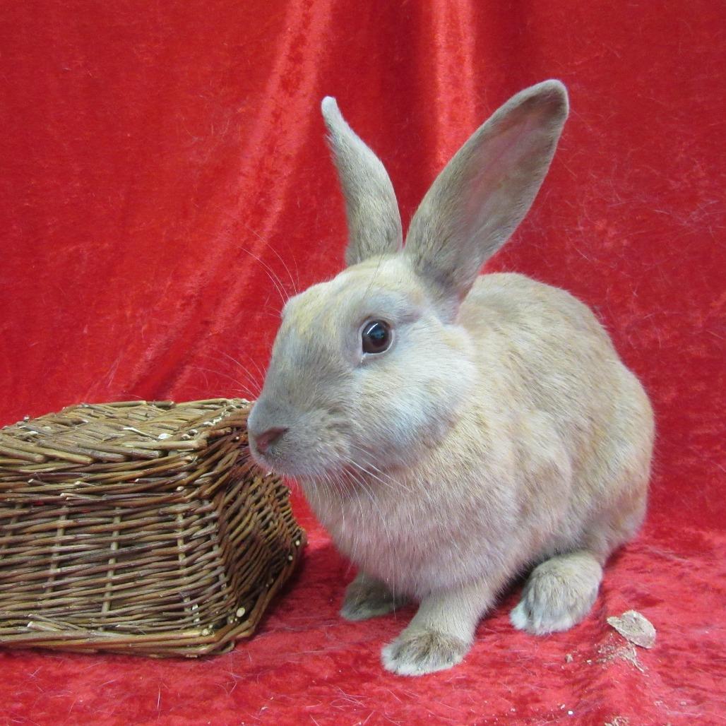 Enlarge Fawn, a Adoptable Bunny Rabbit in Newport, PA image 2/4