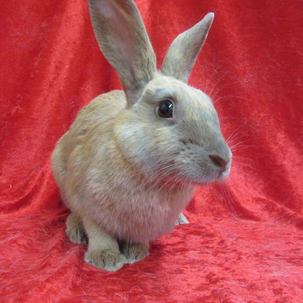 Enlarge Fawn, a Adoptable Bunny Rabbit in Newport, PA image 3/4