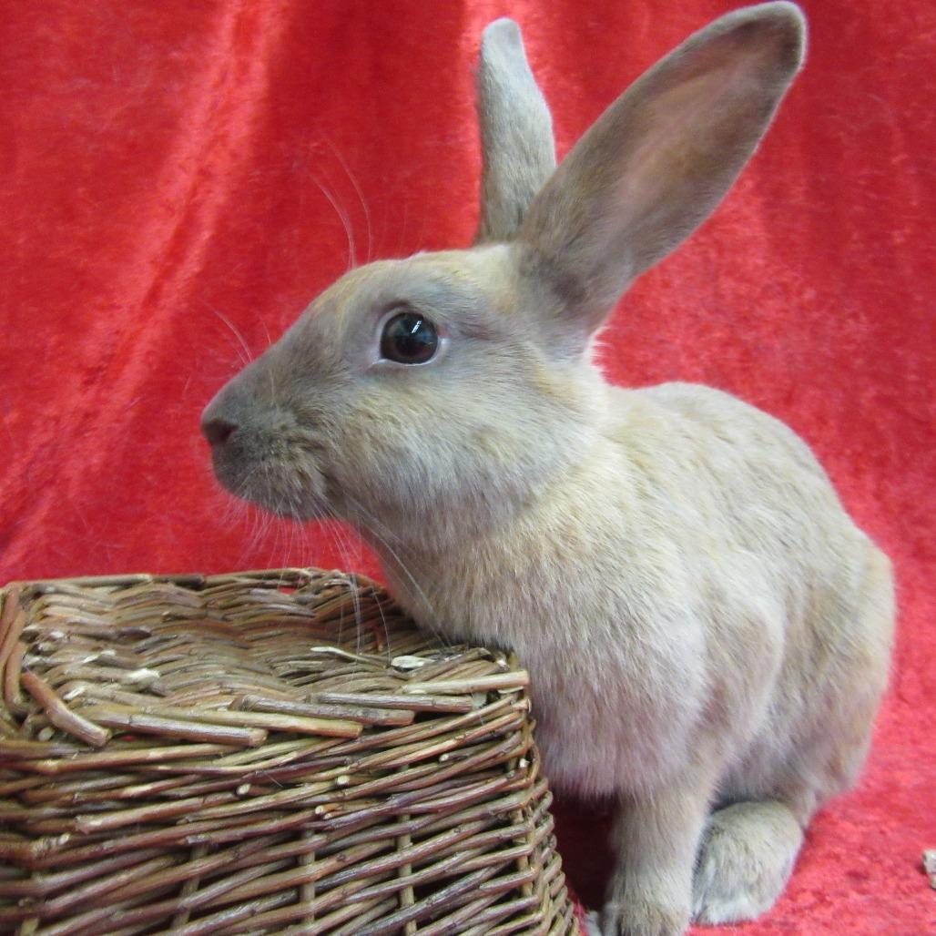 Enlarge Fawn, a Adoptable Bunny Rabbit in Newport, PA image 4/4