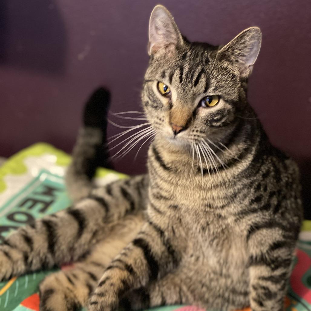 Zayden, a Adoptable Domestic Short Hair in Sedalia, MO image 2/5