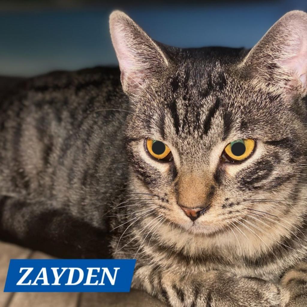 Zayden, a Adoptable Domestic Short Hair in Sedalia, MO image 3/5