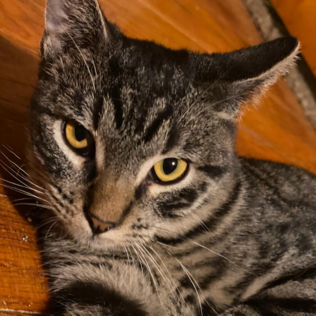 Zayden, Young Male Domestic Short Hair