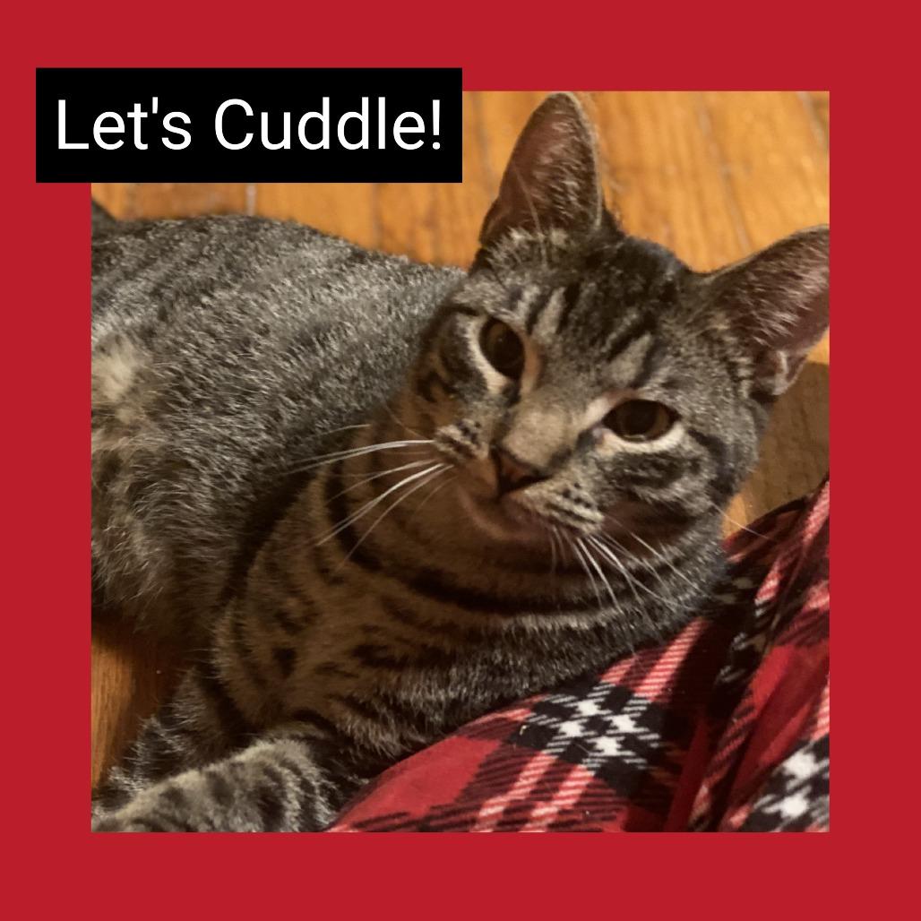 Zayden, a Adoptable Domestic Short Hair in Sedalia, MO image 4/5