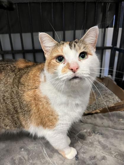 Princess Peach, Adult Female unknown