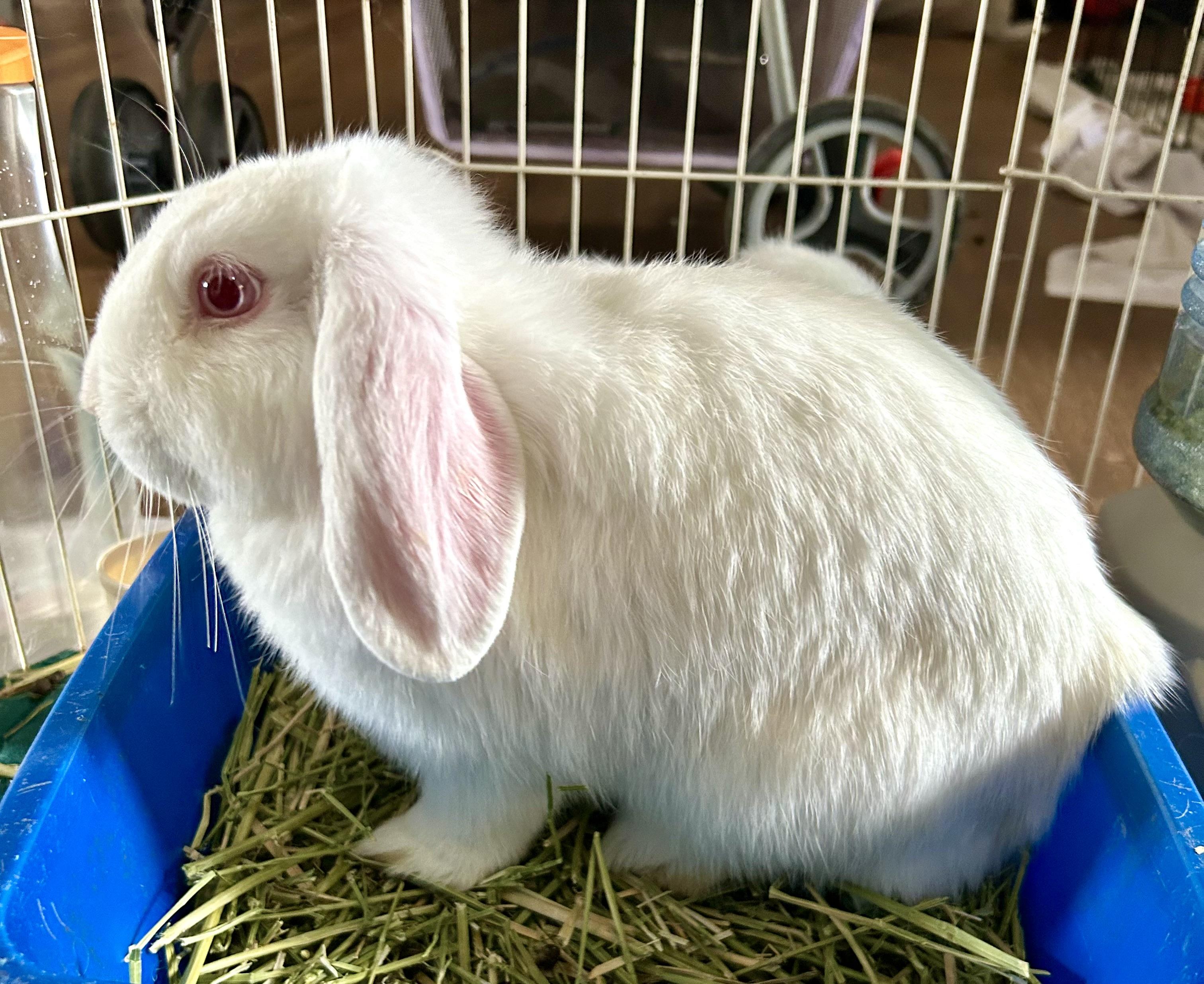 Enlarge Sage, a Adoptable Holland Lop in Bishopville, SC image 1/1