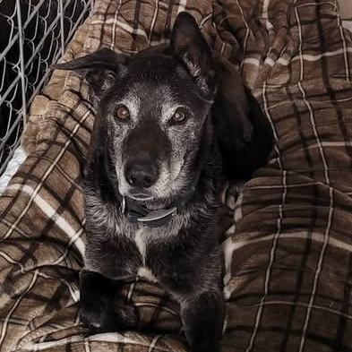 Duke, ADOPTABLE, Senior Male Black Labrador Retriever.