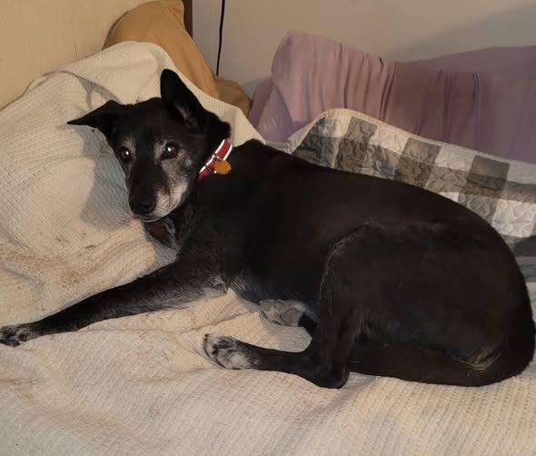 Duke, a ADOPTABLE Black Labrador Retriever in Chino valley, AZ image 2/2