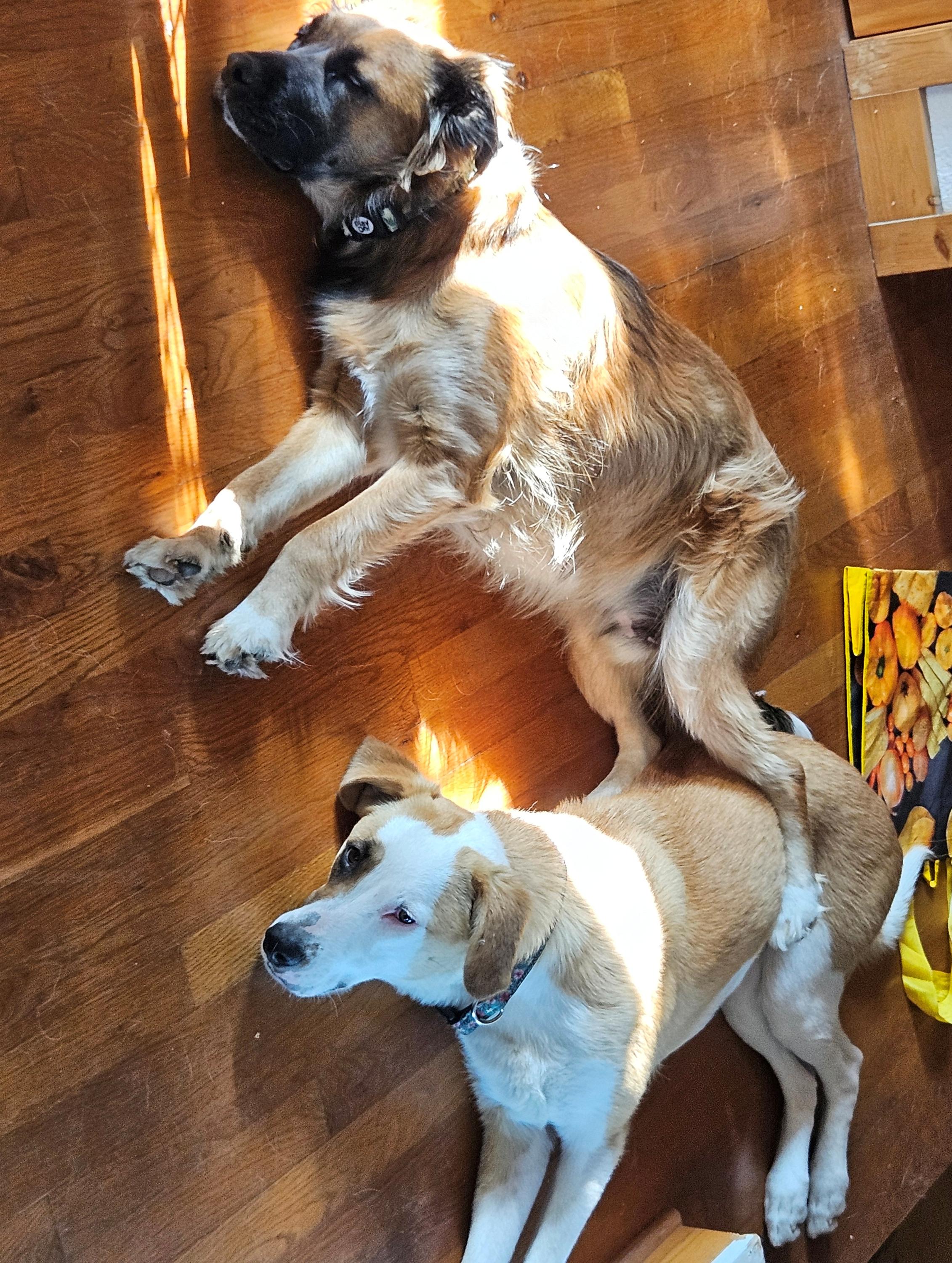 Wanda (Courtesy Post), a Adoptable mixed breed in Janesville, WI image 3/3