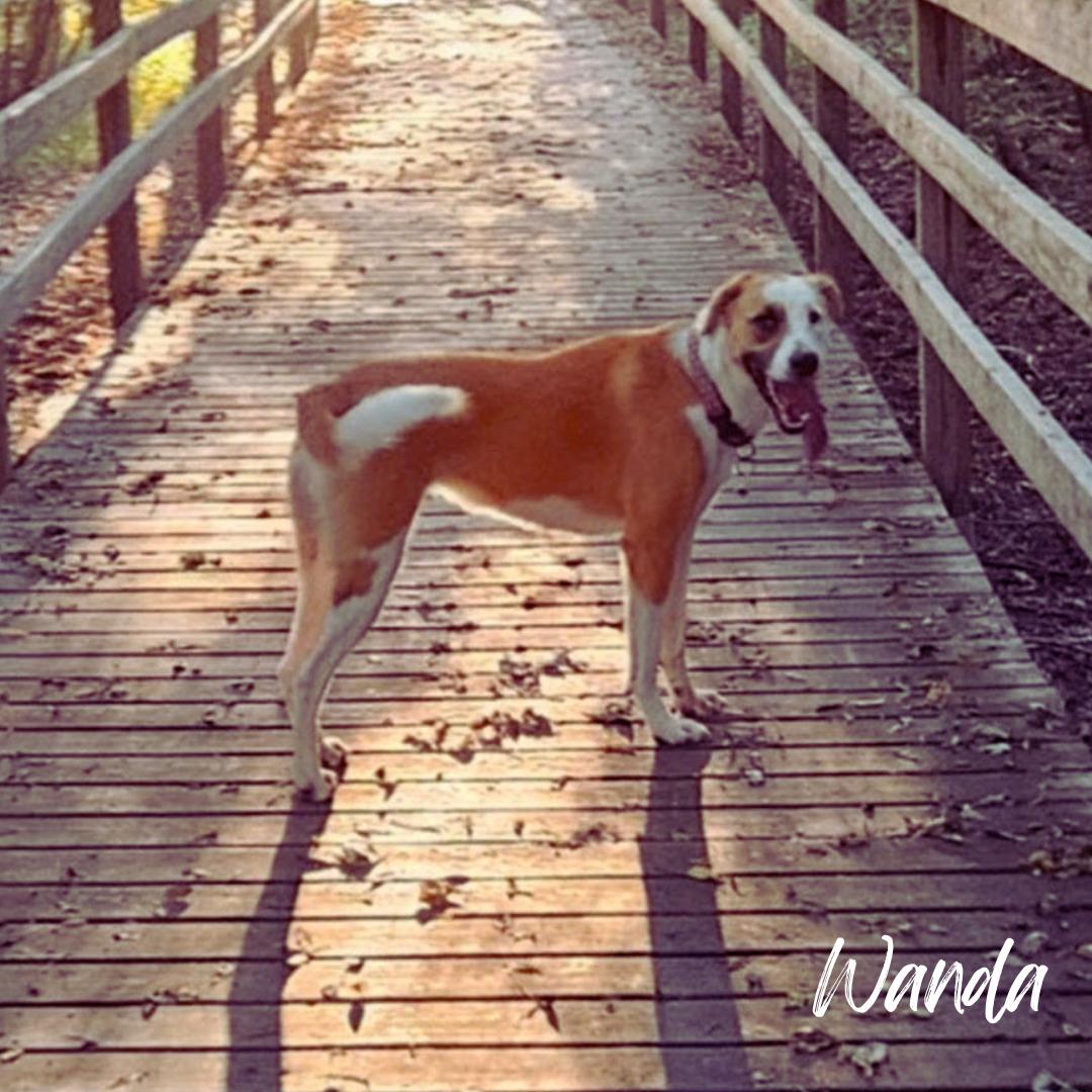 Wanda (Courtesy Post), a Adoptable mixed breed in Janesville, WI image 2/3