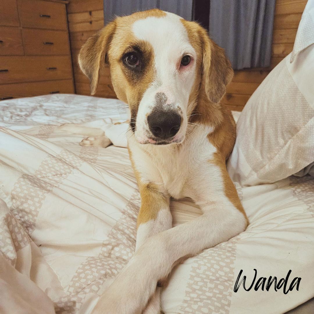 Wanda (Courtesy Post)