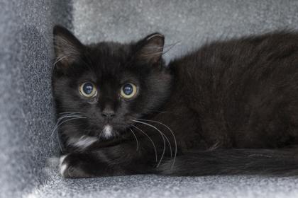 04001B Blake - Barn Cat, Adoptable, Young Female Domestic Medium Hair & Domestic Short Hair.