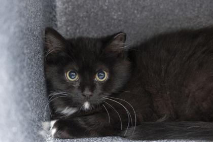 Enlarge 04001B Blake - Barn Cat, a Adoptable mixed breed in North Charleston, SC image 2/3