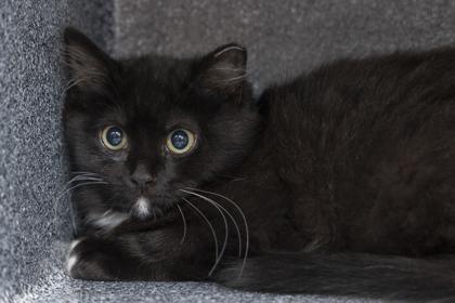 Enlarge 04001B Blake - Barn Cat, a Adoptable mixed breed in North Charleston, SC image 3/3