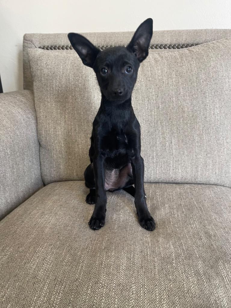 Enlarge Cecilia, a Adoptable mixed breed in Thousand Oaks, CA image 1/1