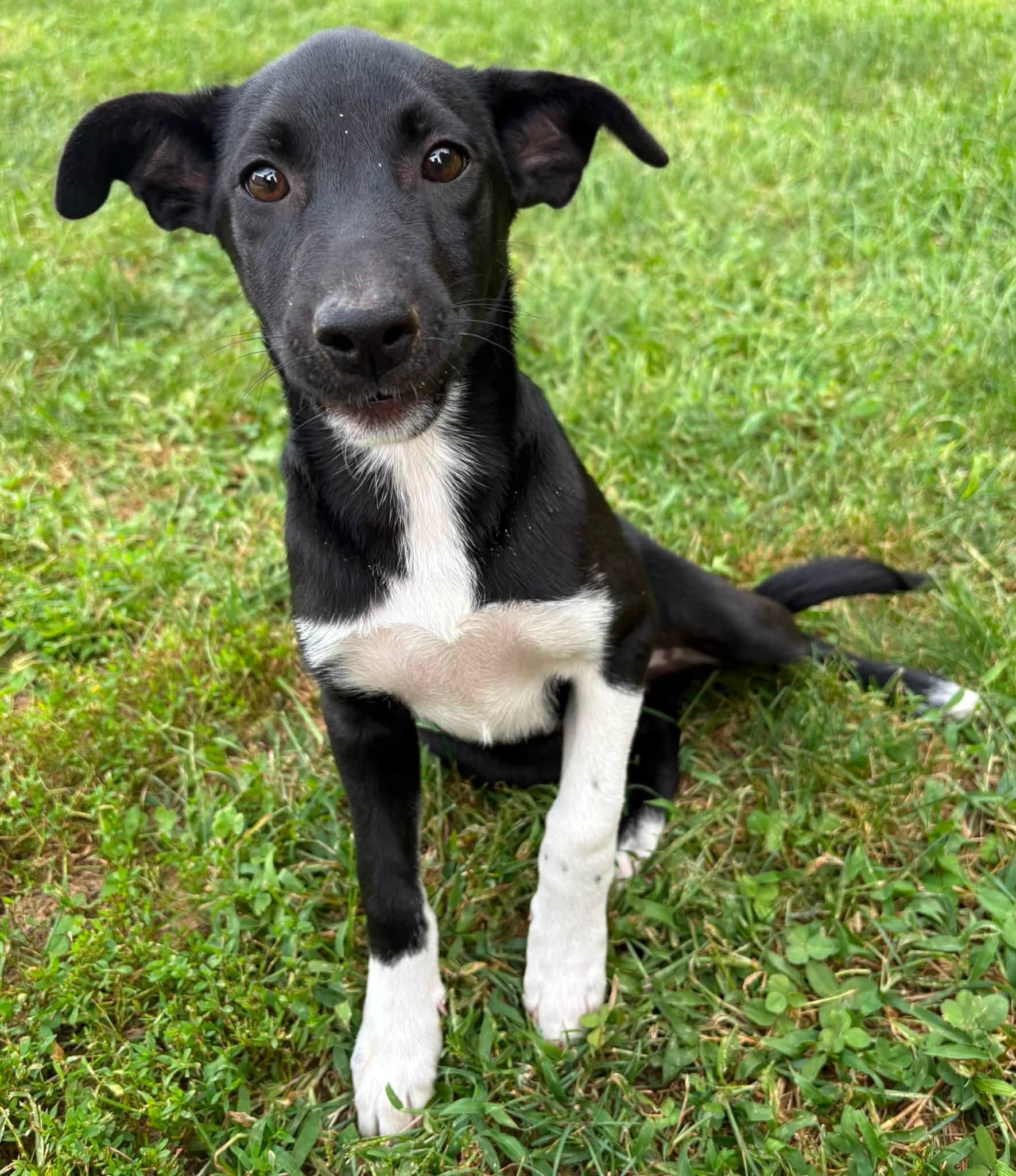 Enlarge Elsie, an adopted mixed breed in Indianapolis, IN image 2/3