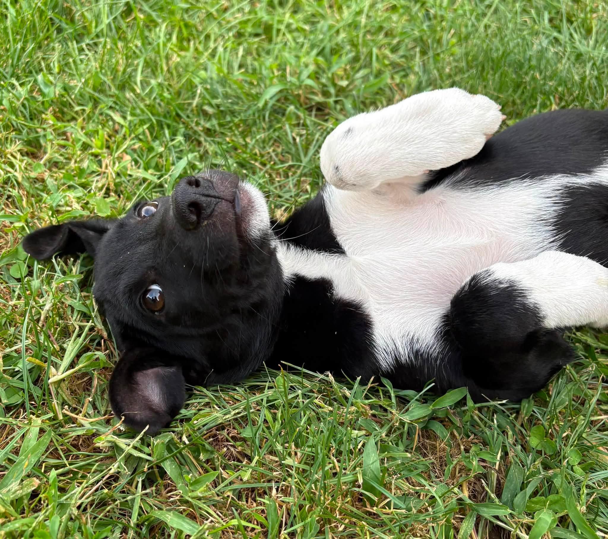 Enlarge Elsie, an adopted mixed breed in Indianapolis, IN image 1/3
