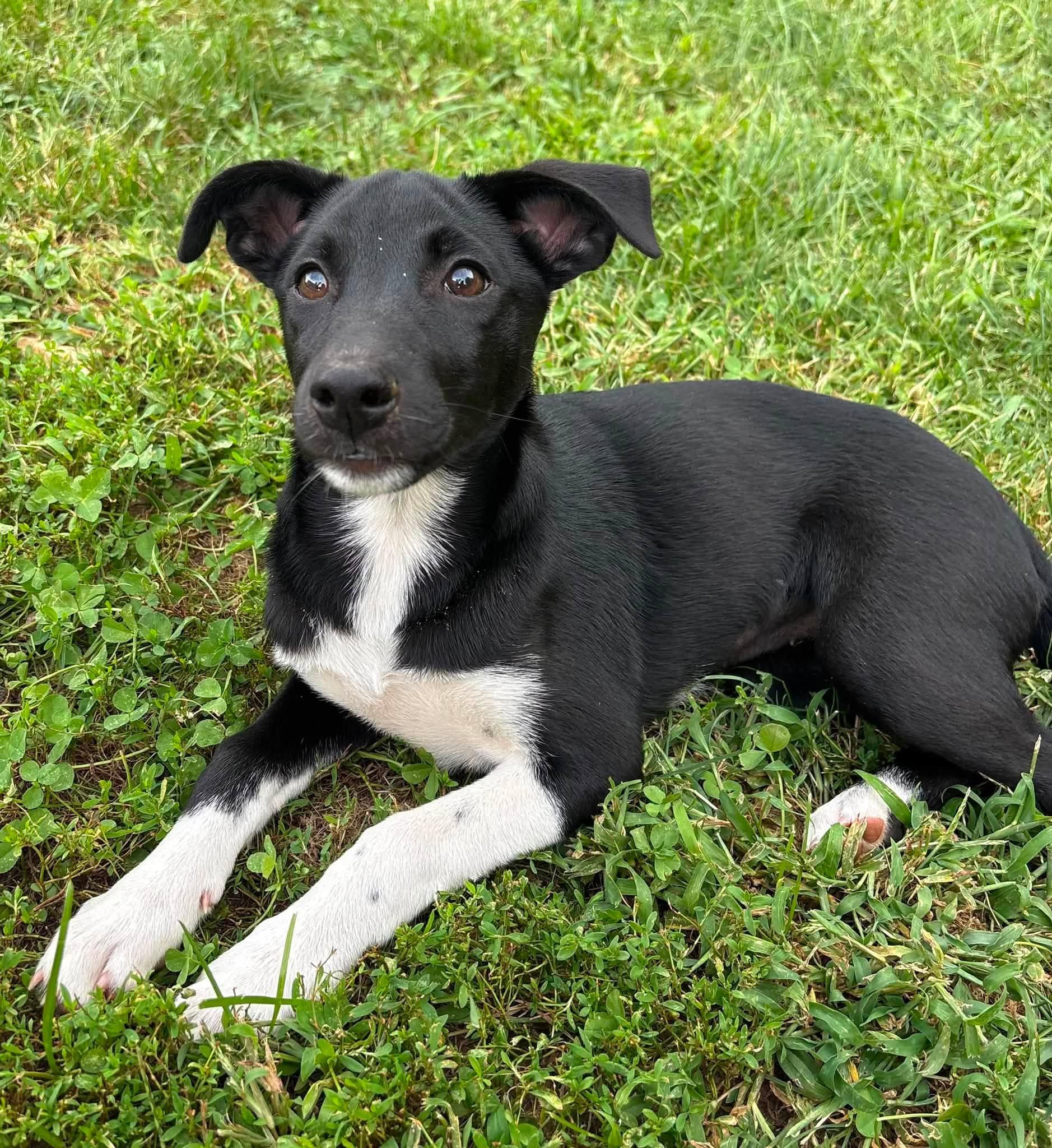 Enlarge Elsie, an adopted mixed breed in Indianapolis, IN image 3/3