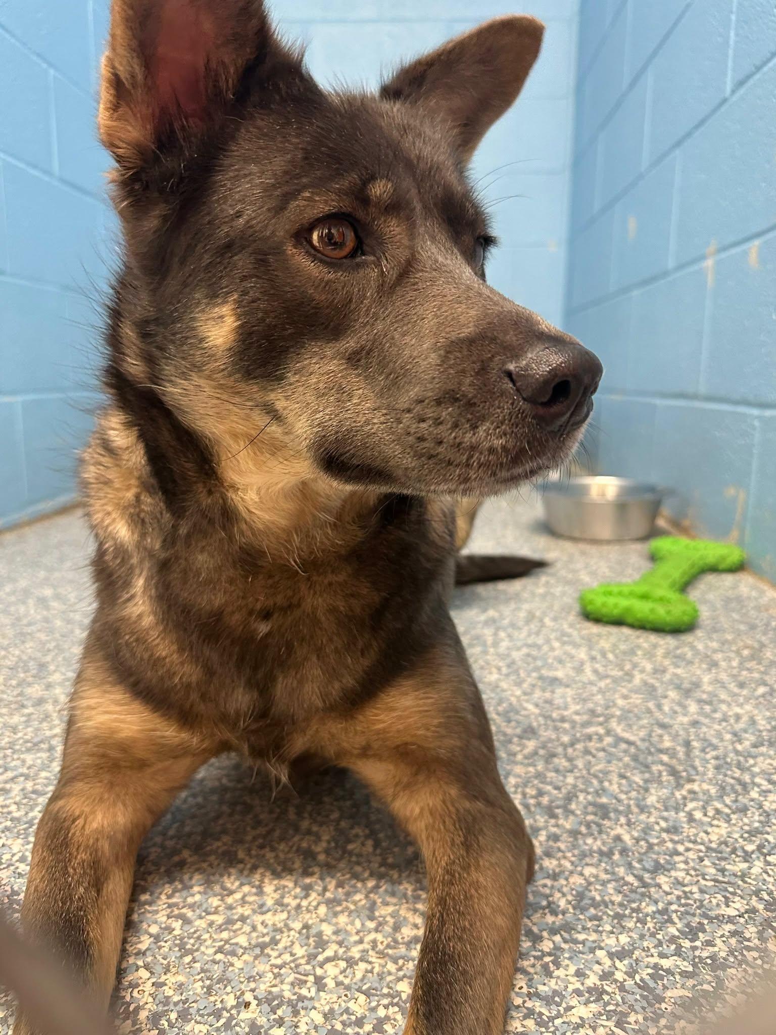 Enlarge Paige, a ADOPTABLE Shepherd in Stillwater, OK image 1/4