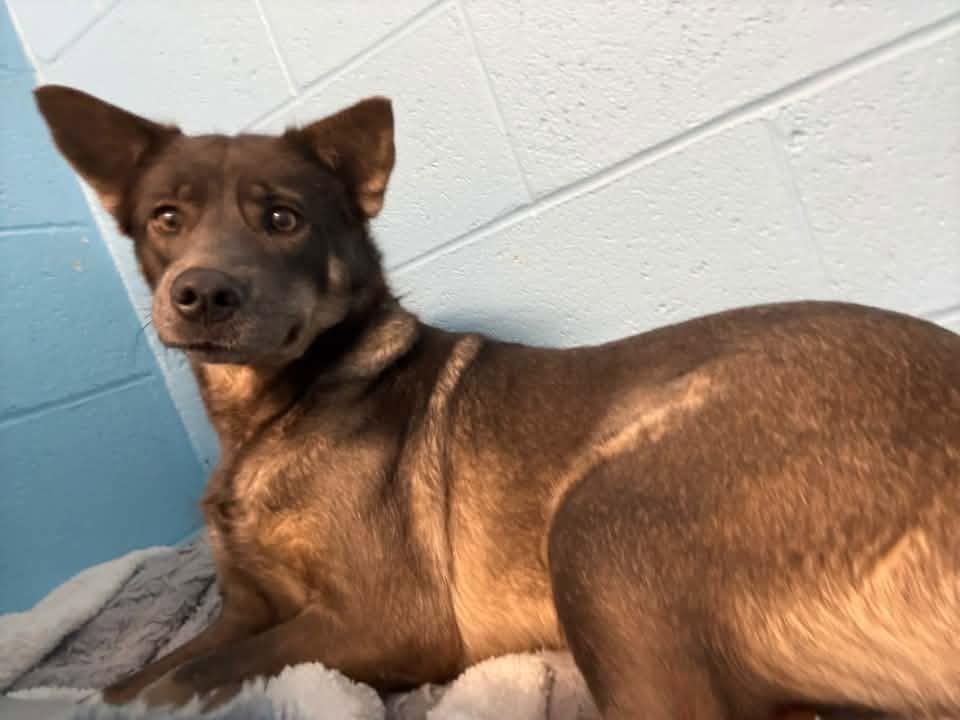 Enlarge Paige, a ADOPTABLE Shepherd in Stillwater, OK image 4/4