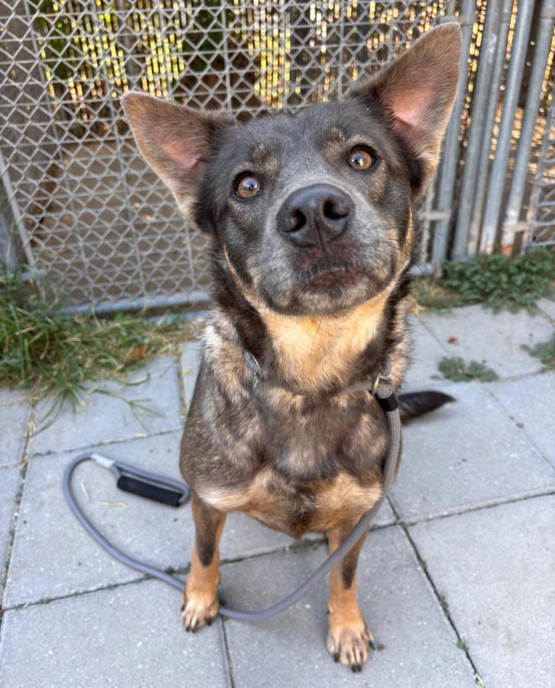Paige, ADOPTABLE, Adult Female Shepherd.