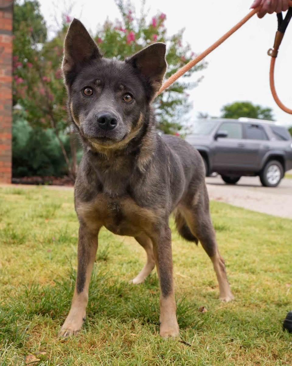 Enlarge Paige, a ADOPTABLE Shepherd in Stillwater, OK image 2/4