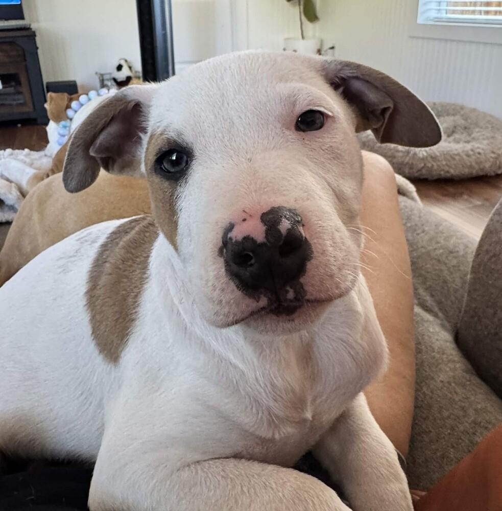 Enlarge Braeburn (Apple Litter) - AVAILABLE, a Adoptable Pit Bull Terrier in Seattle, WA image 2/6