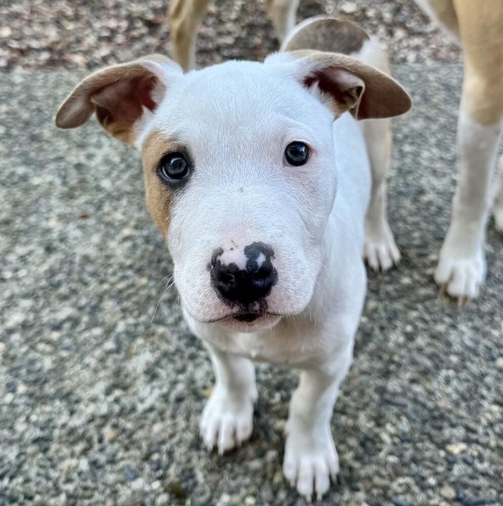 Braeburn (Apple Litter) - AVAILABLE, Adoptable, Puppy Male Pit Bull Terrier.