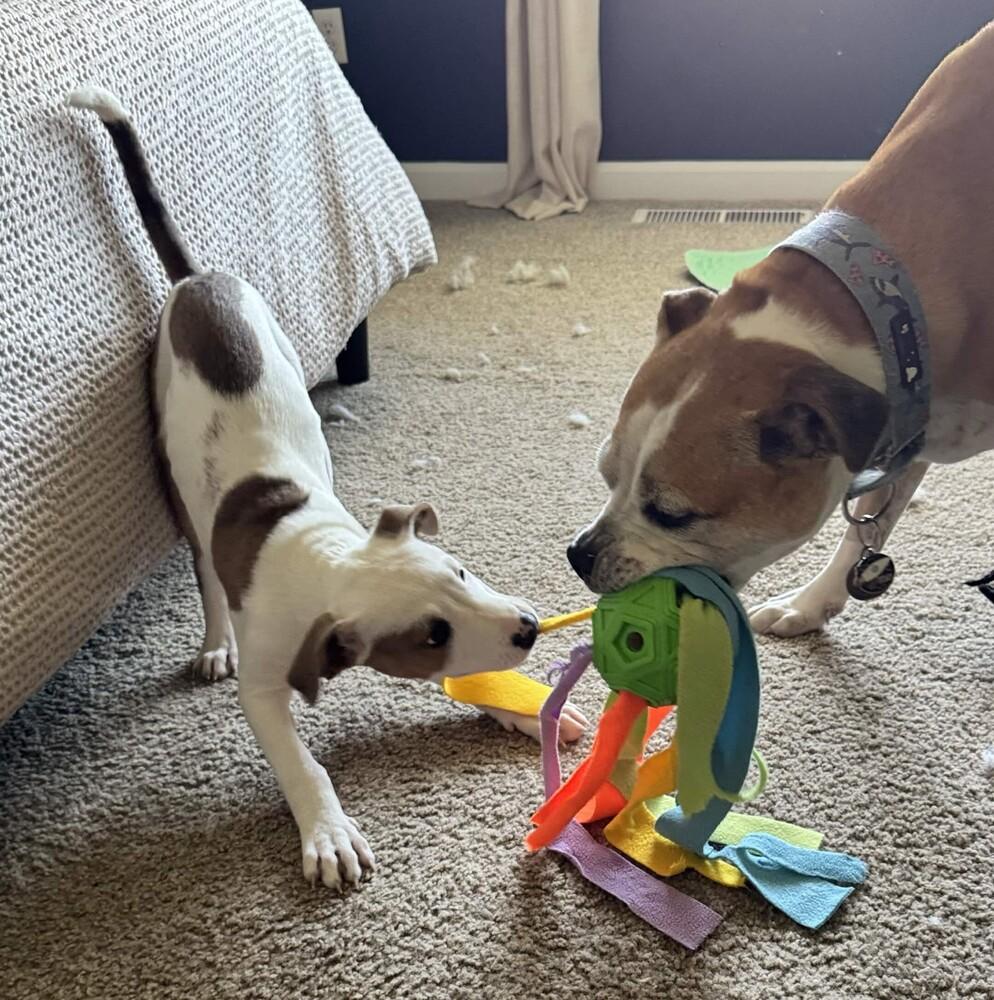 Enlarge Braeburn (Apple Litter) - AVAILABLE, a Adoptable Pit Bull Terrier in Seattle, WA image 3/6