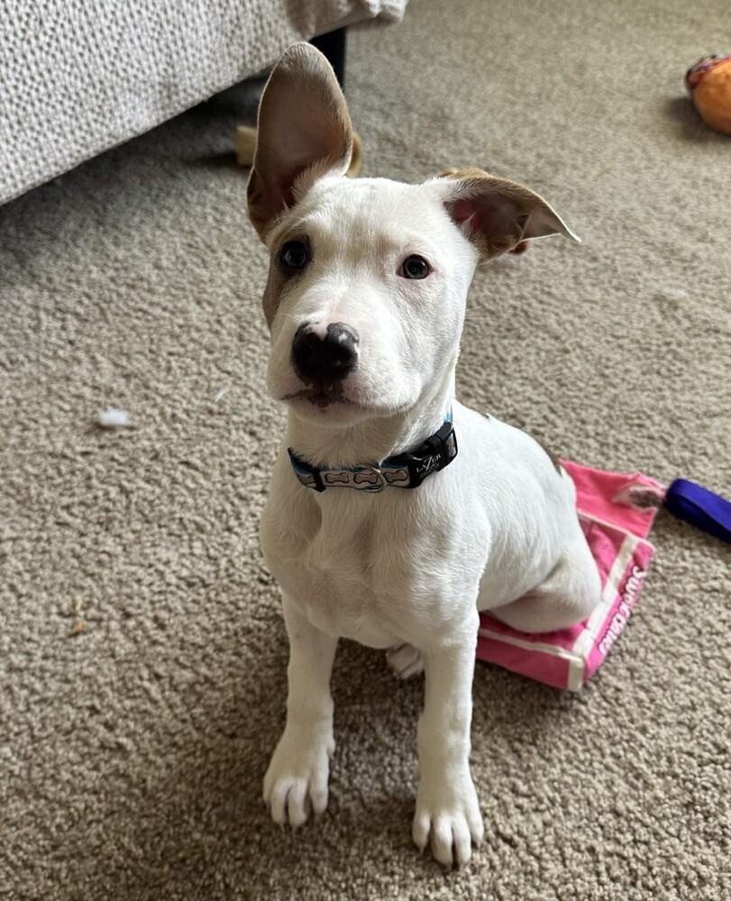 Enlarge Braeburn (Apple Litter) - AVAILABLE, a Adoptable Pit Bull Terrier in Seattle, WA image 4/6