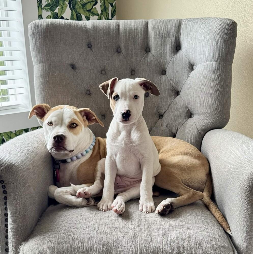 Enlarge Braeburn (Apple Litter) - AVAILABLE, a Adoptable Pit Bull Terrier in Seattle, WA image 5/6