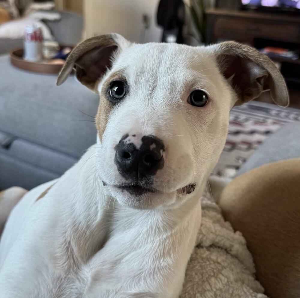 Enlarge Braeburn (Apple Litter) - AVAILABLE, a Adoptable Pit Bull Terrier in Seattle, WA image 6/6