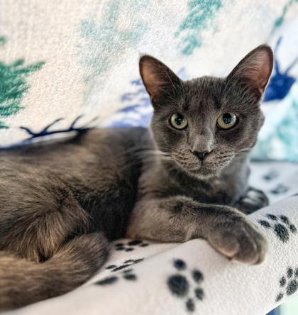 Enlarge Smokey, a Adoptable Domestic Short Hair in Jamestown, NY image 1/1