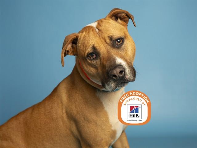 BENSON, Adoptable, Young Male Pit Bull Terrier.