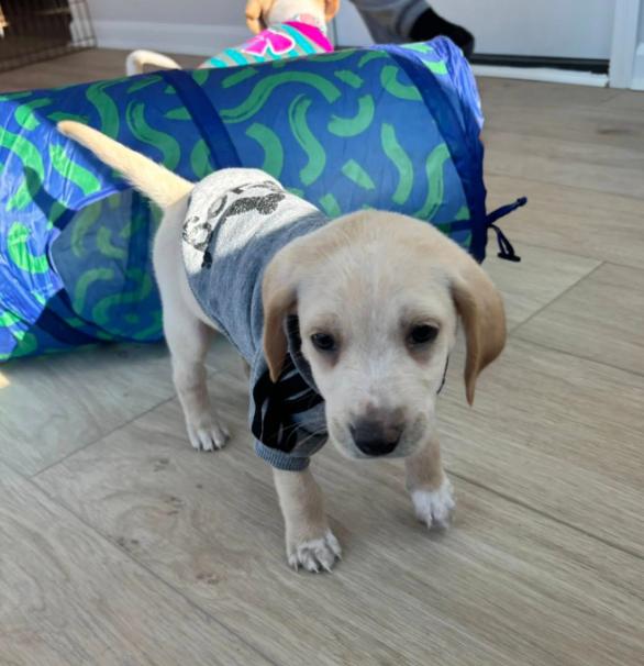 Enlarge Otter, a ADOPTABLE mixed breed in Eutawville, SC image 5/6