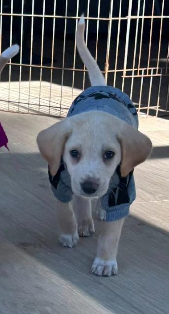 Otter, ADOPTABLE, Puppy Male Mixed Breed.