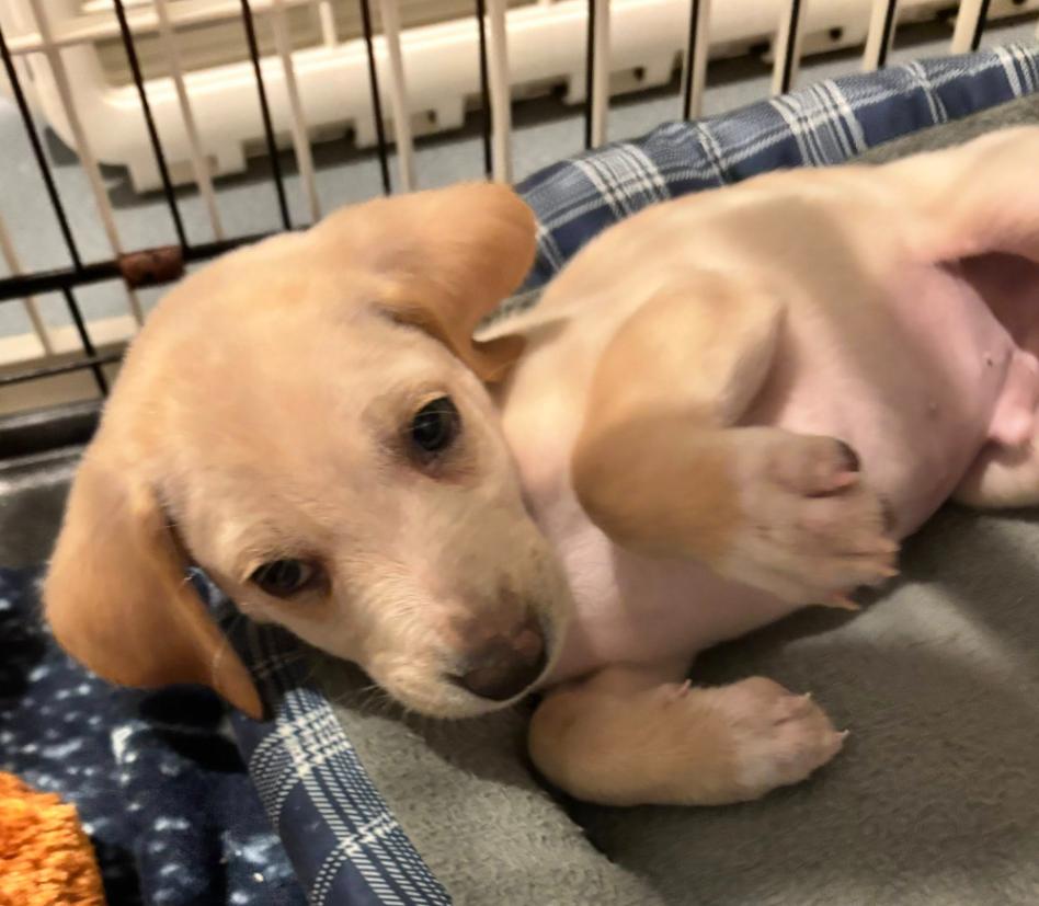 Enlarge Otter, a ADOPTABLE mixed breed in Eutawville, SC image 4/6