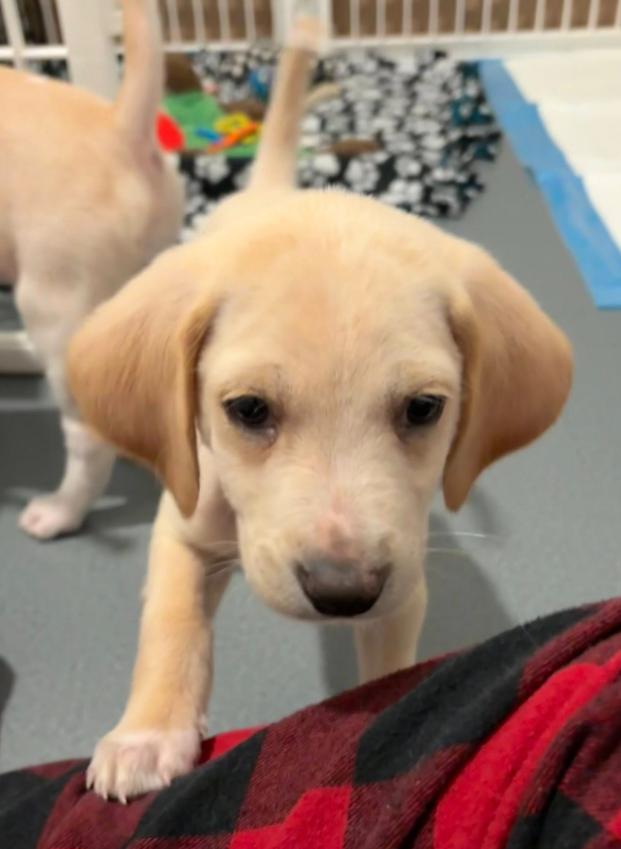 Enlarge Otter, a ADOPTABLE mixed breed in Eutawville, SC image 3/6