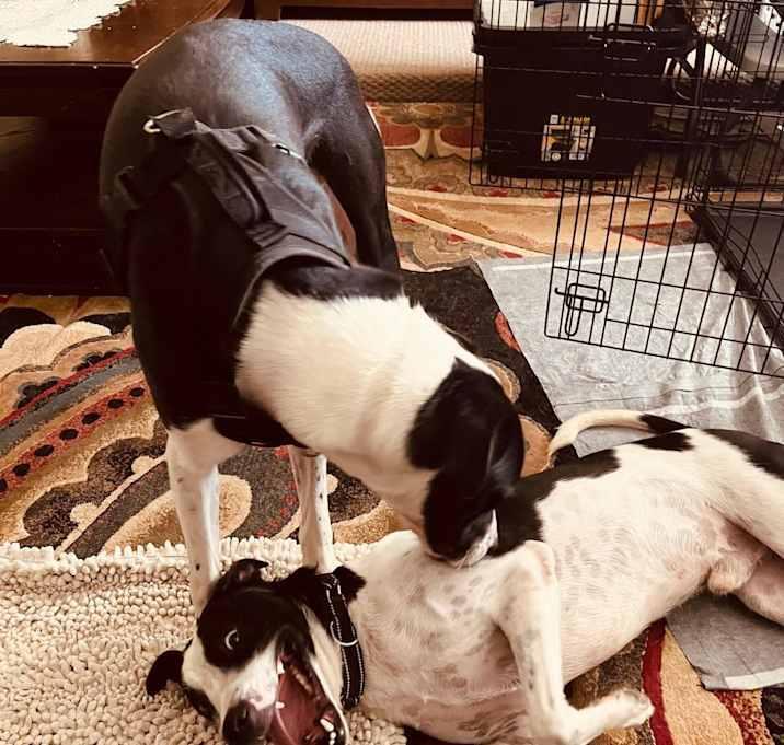 Bo, a Adoptable mixed breed in Inez, TX image 2/4
