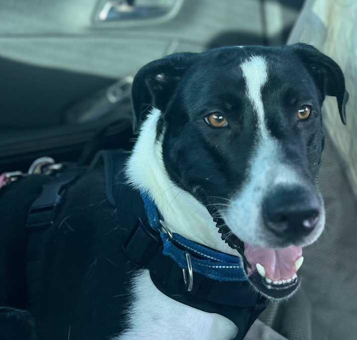 Bo, Adoptable, Adult Male Great Dane & Labrador Retriever.