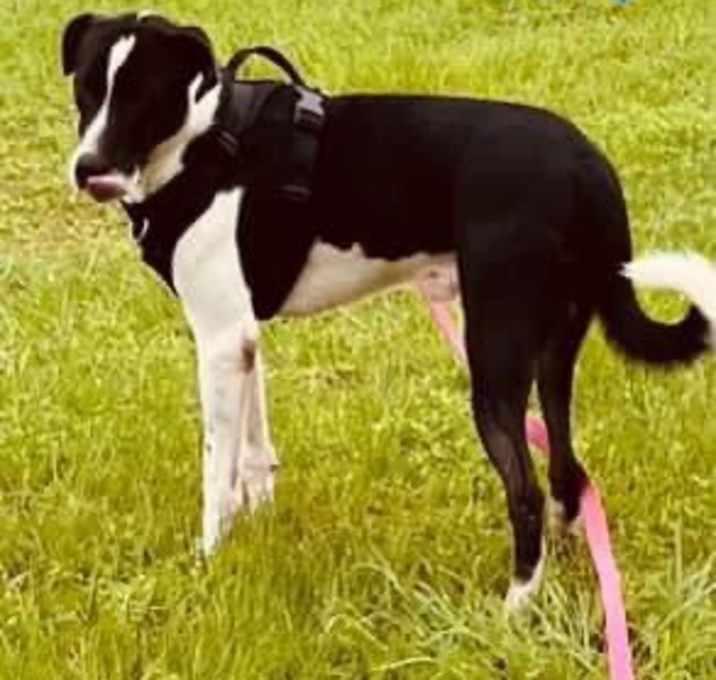 Bo, a Adoptable mixed breed in Inez, TX image 4/4
