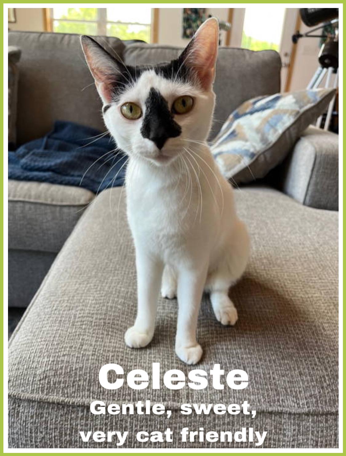 Celeste, Jenkintown PS, (FCID 06/03/2025-126), Young Female Domestic Short Hair